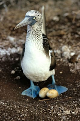 Blaufußtölpel im Nationalpark Galápagos-Inseln