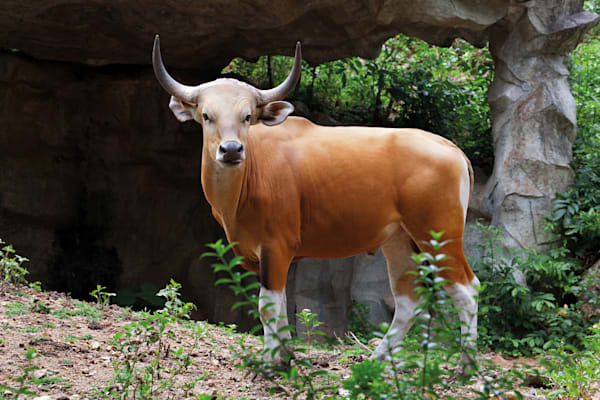 Banteng