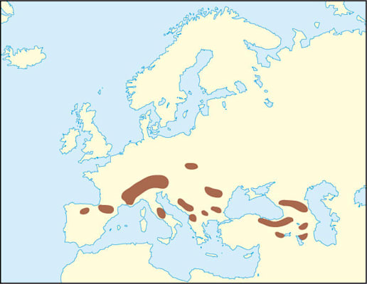 Gämsen: Verbreitung