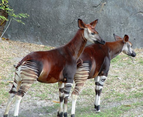 Okapi