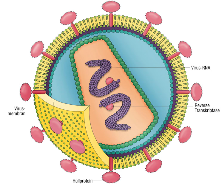 AIDS: HIV (Grafik Zellintegration)