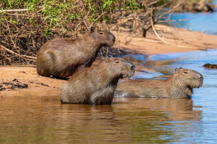 Capybara