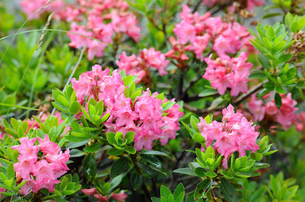 Rhododendron