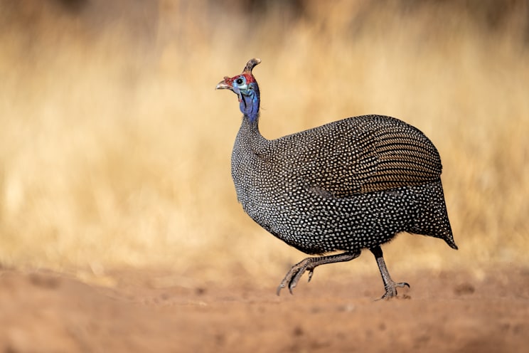 Perlhühner: Helmperlhuhn