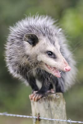 Opossums: Südliches Opossum