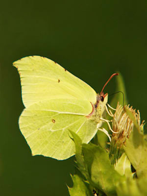 Schmetterlinge: Zitronenfalter