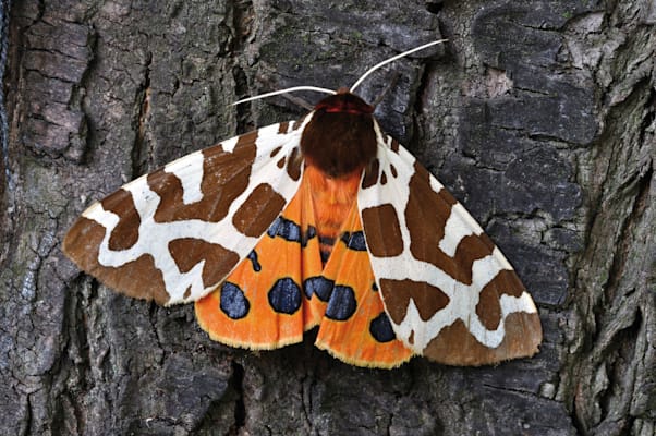 Brauner Bär (Bärenspinner)