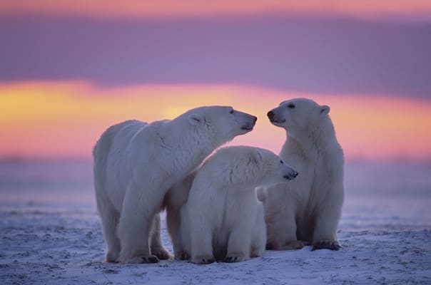 Bären: Polarbären