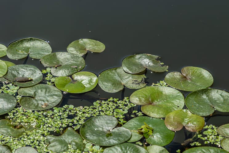 Froschbissgewächse: Froschbiss