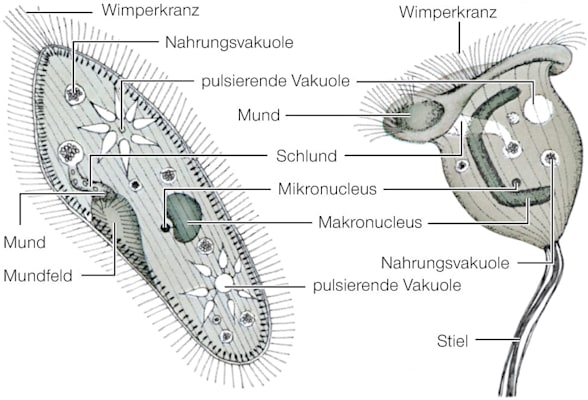 Wimpertierchen: Aufbau