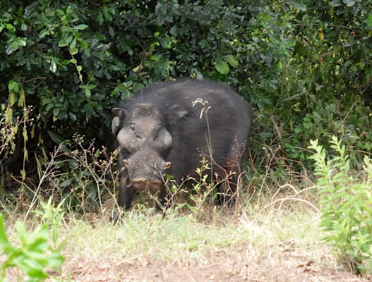 Riesenwaldschwein