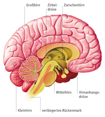 Gehirn (Grafik)