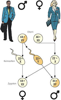 Vererbung des Geschlechts