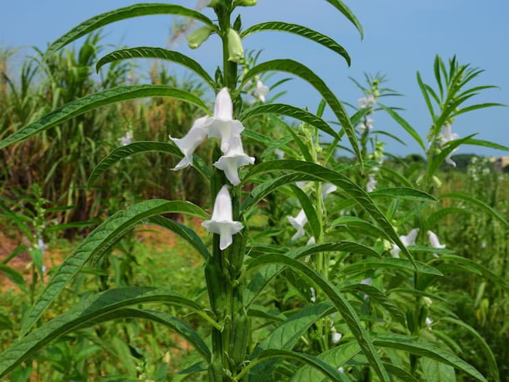 Sesam: Indischer Sesam