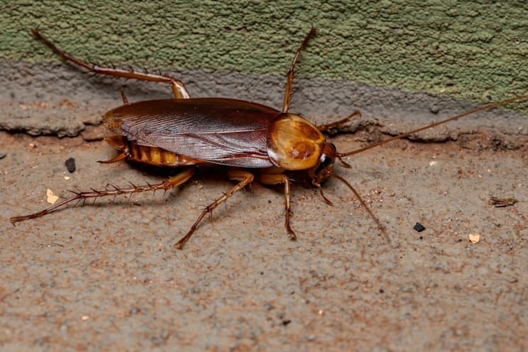 Schaben: Amerikanische Schabe