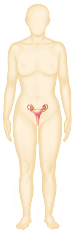 Weibliche Fortpflanzungsorgane (Grafik)