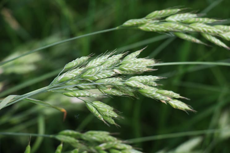 Trespe: Weiche Trespe (Bromus hordaceus)