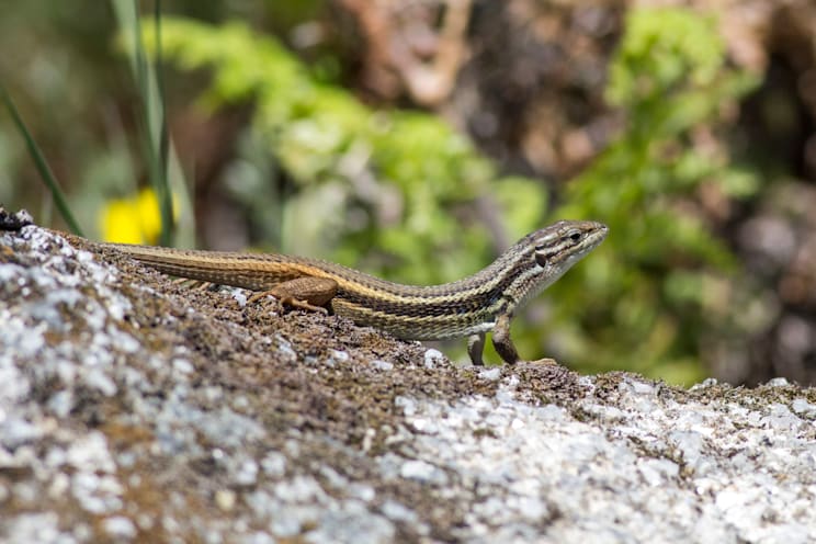 Sandläufer: Algerischer Sandläufer
