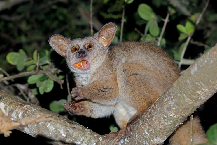 Galagos: Großer Galago