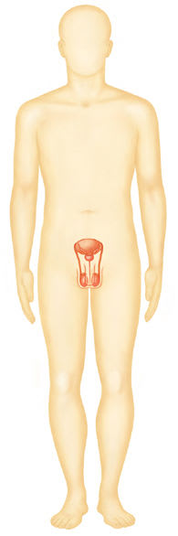 Männliche Fortpflanzungsorgane (Grafik)