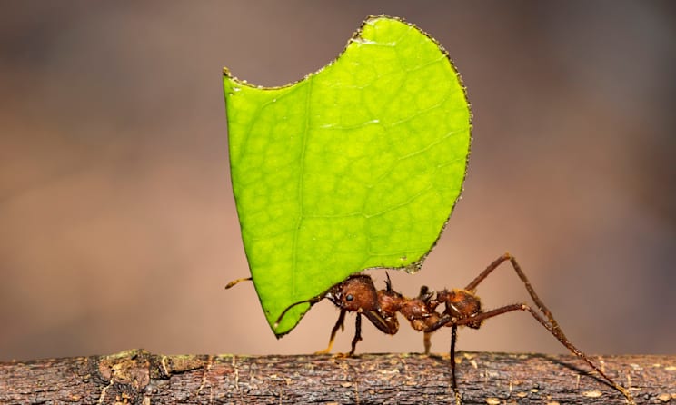 Ameisen: Blattschneiderameise