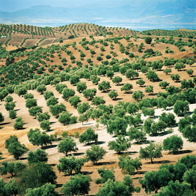 Spanien: Olivenanbau in Andalusien