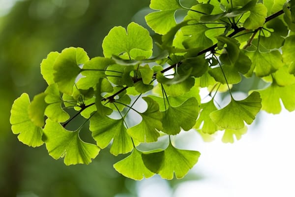 Ginkgo