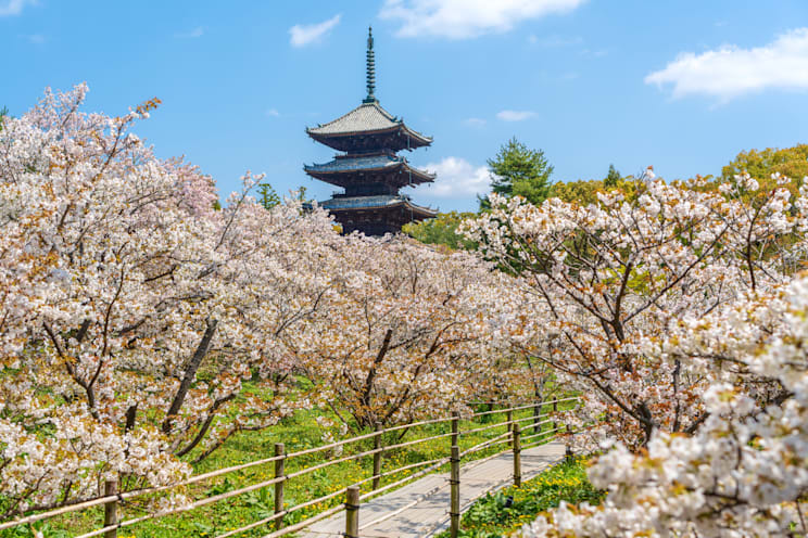 Kirschbäume in Japan