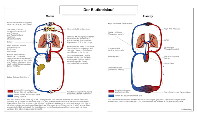 Blutkreislauf: Modelle (Grafik)