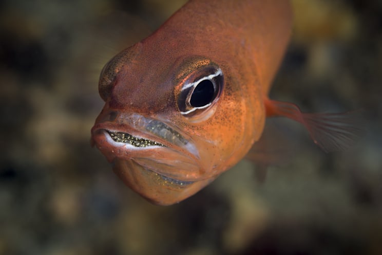 Brutpflege: Meerbarbenkönig