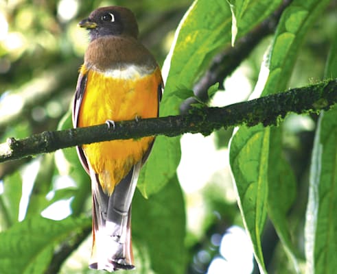 Trogons