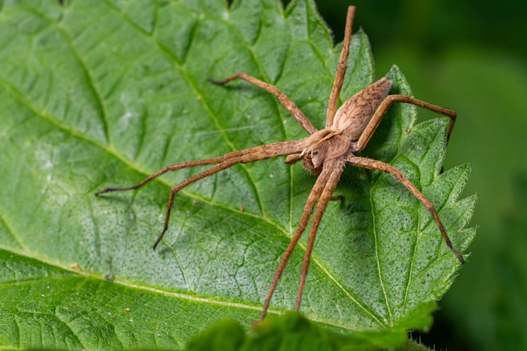 Raubspinnen: Pisaura mirabilis