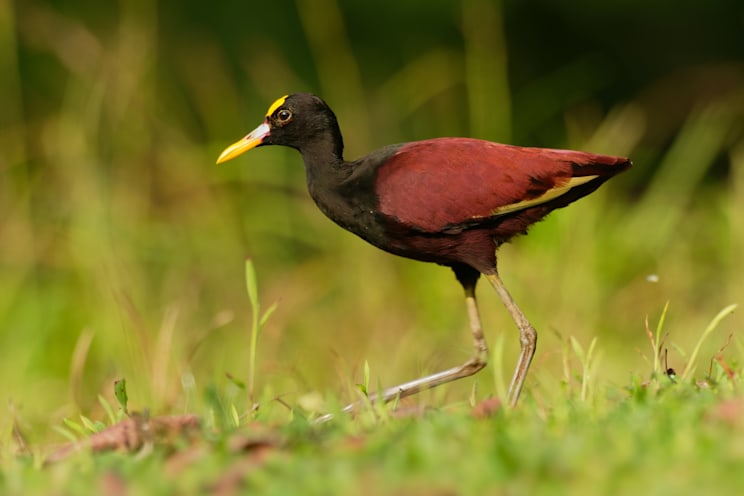 Jassana: Gelbstirn-Blatthühnchen