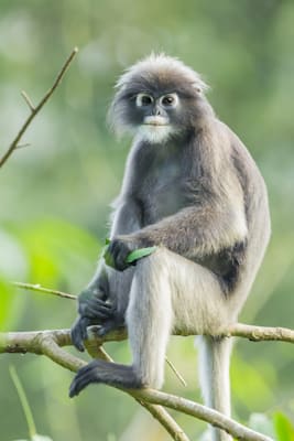 Languren: Südlicher Brillenlangur