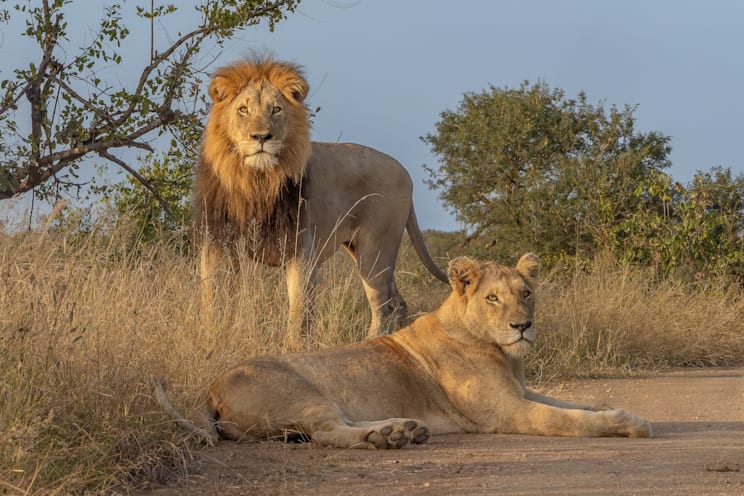 Masai-Mara-Wildreservat: Löwe