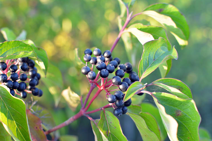 Hartriegel: Roter Hartriegel