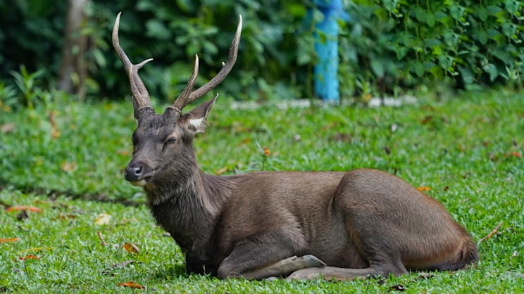 Sambarhirsche: Indischer Sambar, Bulle