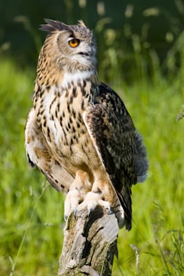 Uhus: eurasischer Uhu (Bubo bubo)