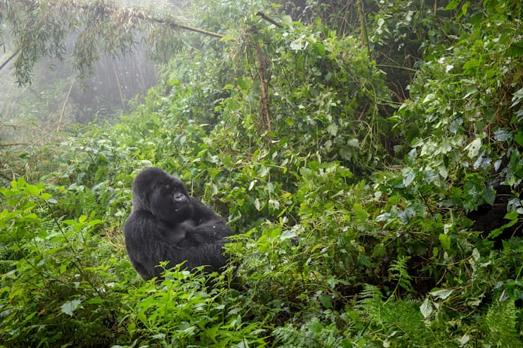 Ruanda: Nationalpark der Vulkane