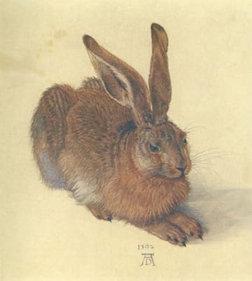 Albrecht Dürer: »Feldhase«