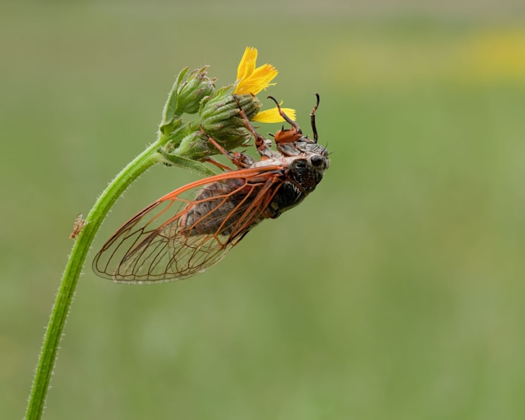 Singzikaden: Gemeine Zikade