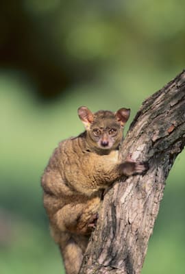 Galagos: Großer Galago