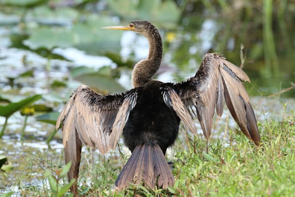 Schlangenhalsvögel