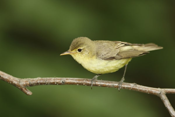 Spötter: Gelbspötter (Gartenspötter)