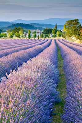 Lavendel