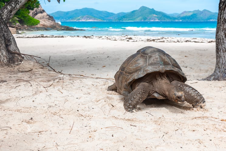 Seychellen-Riesenschildkröte
