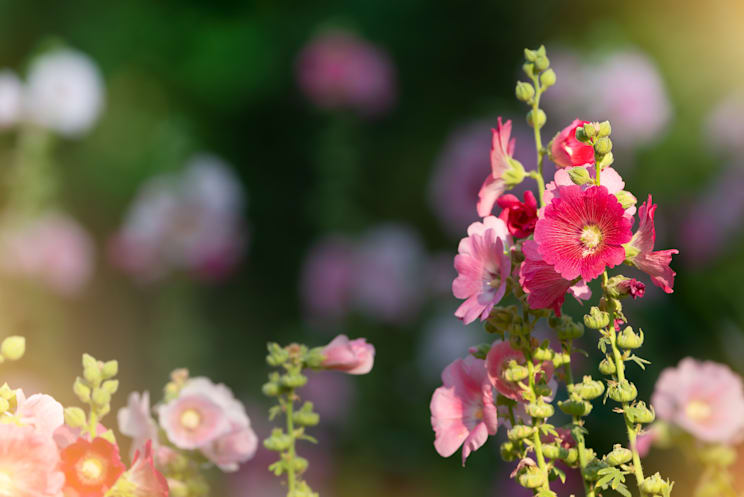 Blütenbestäubung: Stockrose