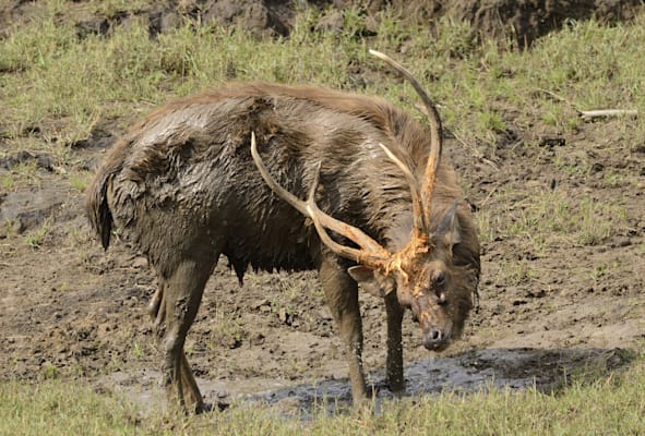 Sambarhirsche: Indischer Sambar, Bulle