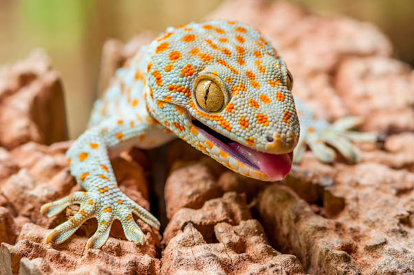 Gecko