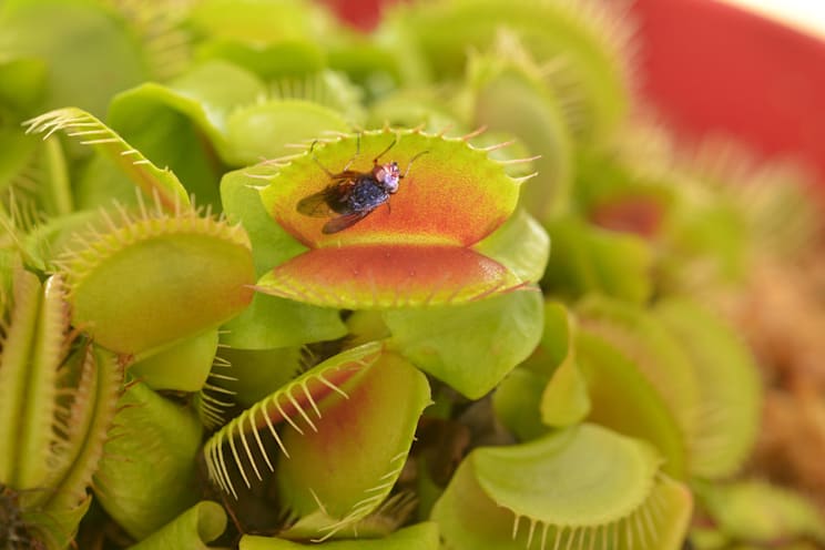 fleischfressende Pflanzen: Venusfliegenfalle